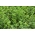 Alfalfa - сортов микс - 10 кг