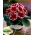 Gloxinia "Kaiser Friedrich" - bunga merah dengan cincin putih - 