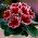Gloksīnija "Kaiser Friedrich" - sarkani ziedi ar baltu gredzenu