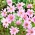浅粉色波斯菊“火烈鸟” - 