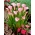 Pink arum lily; pink calla, red calla lily