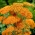 Řebříček obecný "Terracotta" - oranžové květy - 