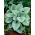Siberia bugloss "Sayap Perak" (Brunnera macrophylla) - 1 buah; great forget-me-not, largeleaf brunnera, heartleaf - 