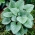 シベリアバグロス「シルバーウィング」（Brunnera macrophylla）-1ピース。ワスレナグサ、大葉ブルナーラ、ハートリーフ - 
