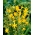 Crocosmia "Davidson" - dzeltena - 10 gab. .; montbretia