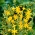 Crocosmia "Davidson" - sarı - 10 adet; Montbretia'nın - 