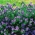 צפע סגול- bugloss - צמח עדין - 100 גרם; הקללה של פטרסון - 