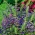 Cabeza de dragón moldavo - planta melífera - 100 g - 