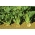 Barbabietola da foraggio multigerm "Zentaur Poly" - bianca - 0,5 kg - 