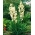 Yucca Filamentosa, jarum Adam, Carolina Silk Grass - bebawang / umbi / akar