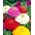 बड़े फूल वाले झिननिया "सुपर योग" - 120 बीज - 
