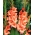 Gladiolus "Jessica" - 5 tk - 