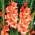 Gladiolus "Jessica" - 5 tk - 