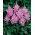 Astilbe "Ametiszt" - lila-rózsaszín; hamis spirea - 