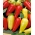 후추 "Monanta"- 길고 날카로운 팁, 빨간색, 노란색 - 빨간색 또는 노란색 다양한 재배 및 터널 재배 - Capsicum L. - 씨앗