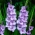 Gladiolus "Blue Tropic" - 5 ks - 