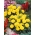 Горщик календули "Купідо" - низькорослий, двоквітковий, жовтий сорт - Tagetes erecta nana - насіння