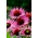 Østlig lilla coneflower - Ruby Giant - storblomstret, 1 stykke; pindsvin, coneflower, lilla, coneflower - 