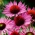 Istočni ljubičasti coneflower - Ruby Giant - veliki cvjetnjak, 1 komad; jež coneflower, ljubičasti coneflower