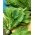 ルートチコリの種 -  Cichorium intybus  -  3600個の種子 - シーズ