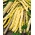 Rumeni francoski fižol "Goldelfe" - potrebuje stake - 30 semen - Phaseolus vulgaris L. - semena