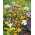 "Krakovski kvadrat", raznolik izbor cvijeća - 