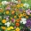 "Cracow square" melliferous flower selection