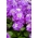 होरी स्टॉक "वर्सोविया हल" - क्रिमसन-बैंगनी; गिली फूल - 