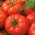 Greenhouse tomato "Octavian F1"