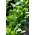 Espinafre - Parys F1 - Spinacia oleracea L. - sementes