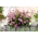 Murattilehtiinen pelargonium "Fuchsia F1" - violetti; CSS geranium - 