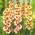 Gladiolus "Zita" - 5 pcs