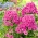 Phlox de jardín (Phlox paniculata) "Cosmpolitan" - 1 pieza - 