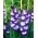 Gladiolus "Nori" - 5 ks - 