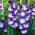 Gladiolus "Nori" - 5 st - 