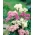 Columbine Meadow Rue เมล็ดผสม - Thalictrum aquilegiifolium - 100 เมล็ด - Thalictrum aquilegifolium