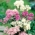 Columbine Meadow Rue混合种子 - 唐松草属aquilegiifolium  -  100粒种子 - Thalictrum aquilegifolium - 種子