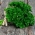 БІО - Листя петрушки "Мосс Керлінг 2" - сертифіковане органічне насіння - 3000 насіння - Petroselinum crispum 