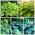Hosta - Aukštų augančių veislių pasirinkimas - 5 vnt. plantain lelija, giboshi - 