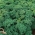 کلم "کورورال" - در حال رشد کم با سبز تیره، برگ های درخشان - 300 دانه - Brassica oleracea convar. acephala var. Sabellica