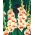 Gladiool Mary Housley - pakend 10 tk - Gladiolus Mary Housley