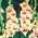 Mary Housley gladiolus - 10 buc.; sabia crin - Gladiolus Mary Housley