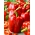 Πιπέρι "Granova" - πεδίο, πράσινο-κίτρινο ποικιλία που γίνεται κόκκινο όταν ωριμάσει - 70 σπόρους - Capsicum L. - σπόροι