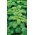 ケール "カデ"  - 強くカールした葉のある高さ -  600の種 - Brassica oleracea L. var. sabellica L. - シーズ