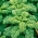 ケール "カデ"  - 強くカールした葉のある高さ -  600の種 - Brassica oleracea L. var. sabellica L. - シーズ