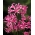 Nerine Bowdenii - 2 kos; Cornish lily, Cape cvet, Guernsey lilija, Bowden lilija
