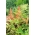 Orijentalna damaferna - Brveni jesen - sadnica; Japanski oslikani paprati