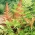 Orientalsk ladyfern - Brillance Høst - frøplante; Japansk malt bregne