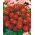 万寿菊极光红色种子 -  Tagetes patula nana fl。 PL。 -  350粒种子 - Tagetes patula L. - 種子