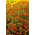 Marigold Red Gem biji - Tagetes tenuifolia - 390 biji - benih